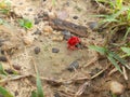 Trombidiidae Rain bugs come out when monsoon starts. Royalty Free Stock Photo